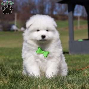 Leo, Samoyed Puppy